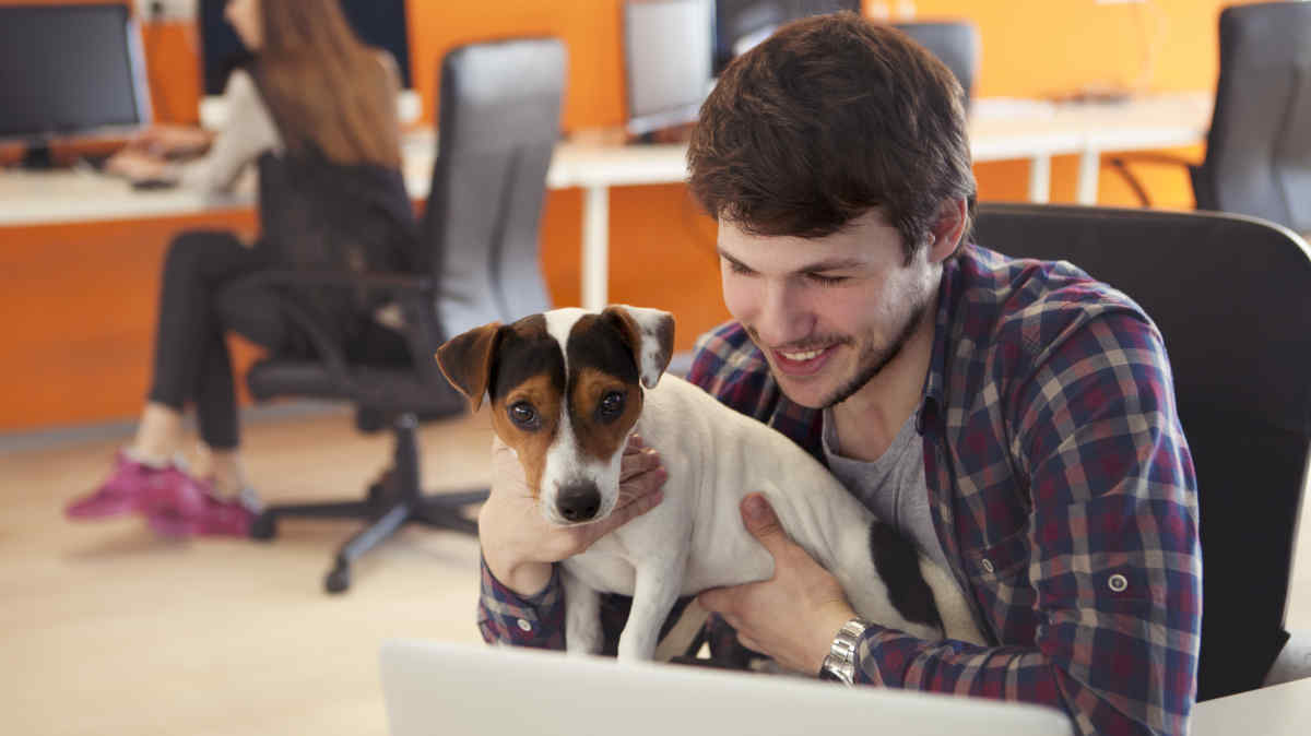 How to Be a Pet-Friendly Employer