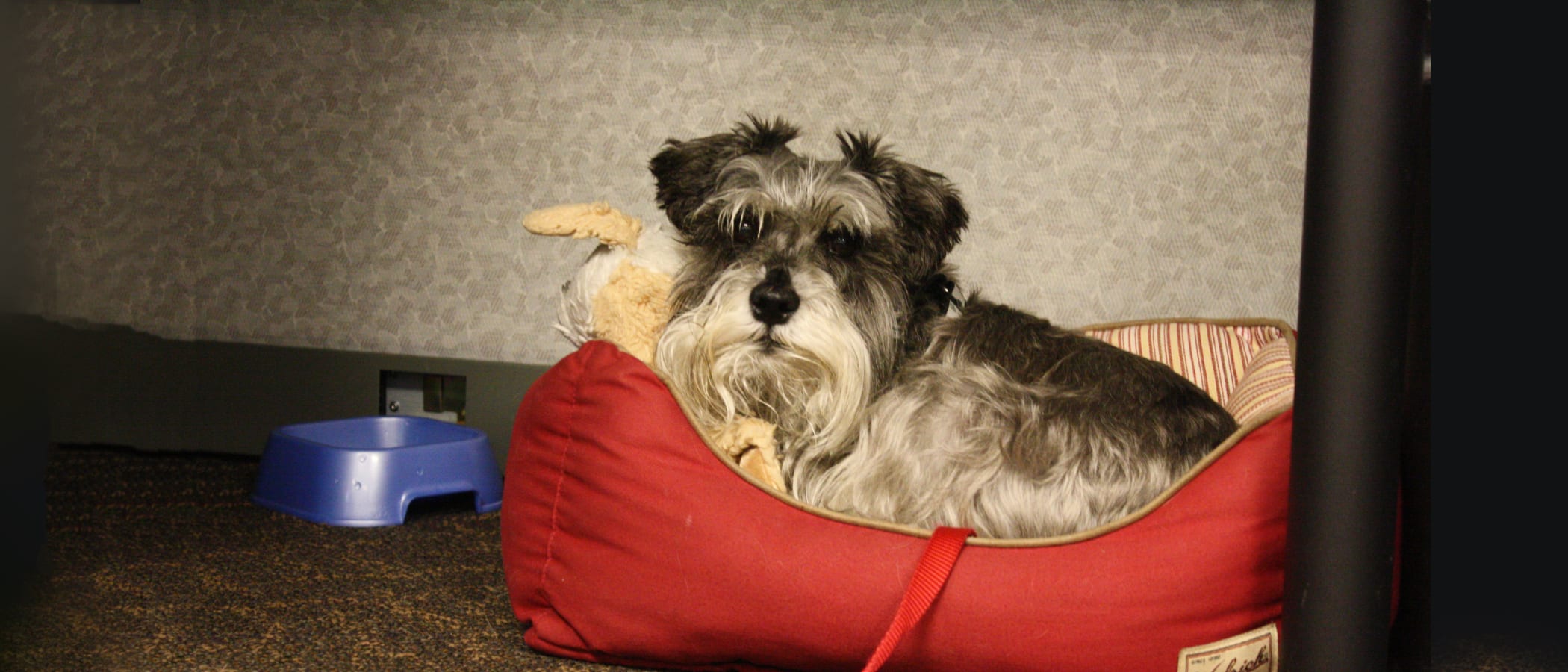 How To Be A Pet Friendly Employer