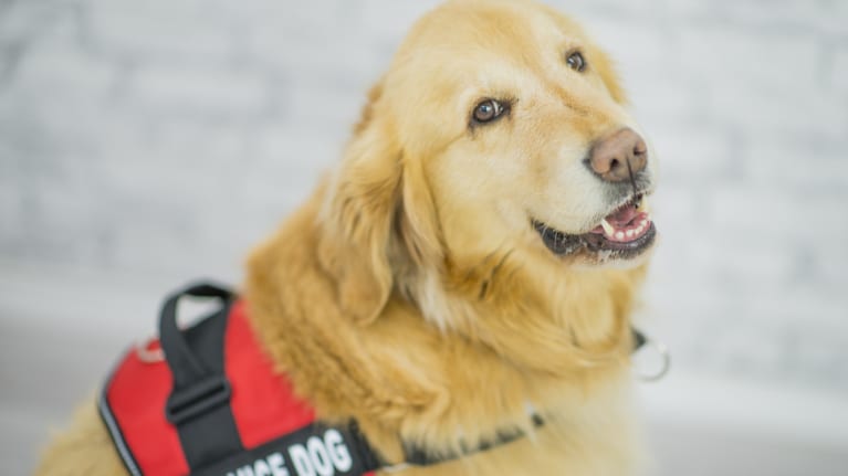 When Should Service Dogs Come to Work?