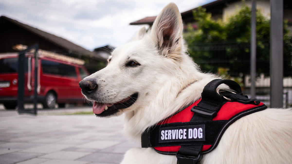 Must employers allow service animals in the workplace?